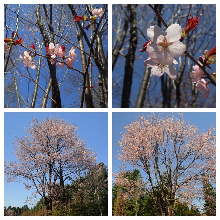 recent_268-6