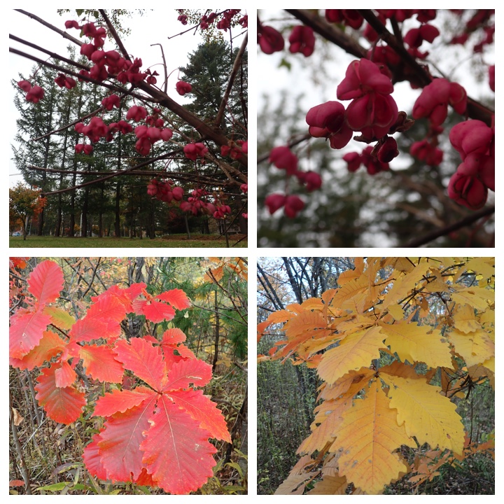 recent_303-31