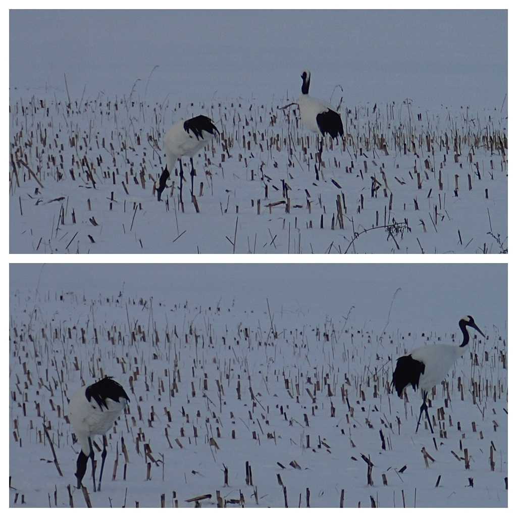 Cranes_200121