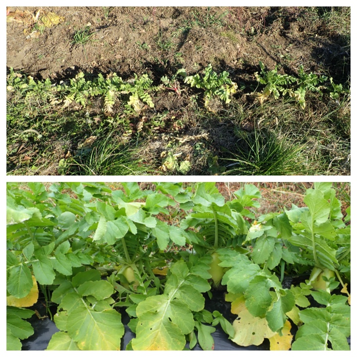 Radish_2019_11_3