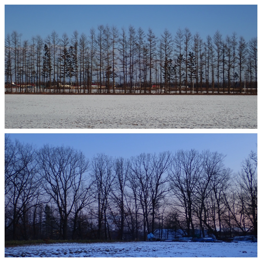 Trees_191221_1