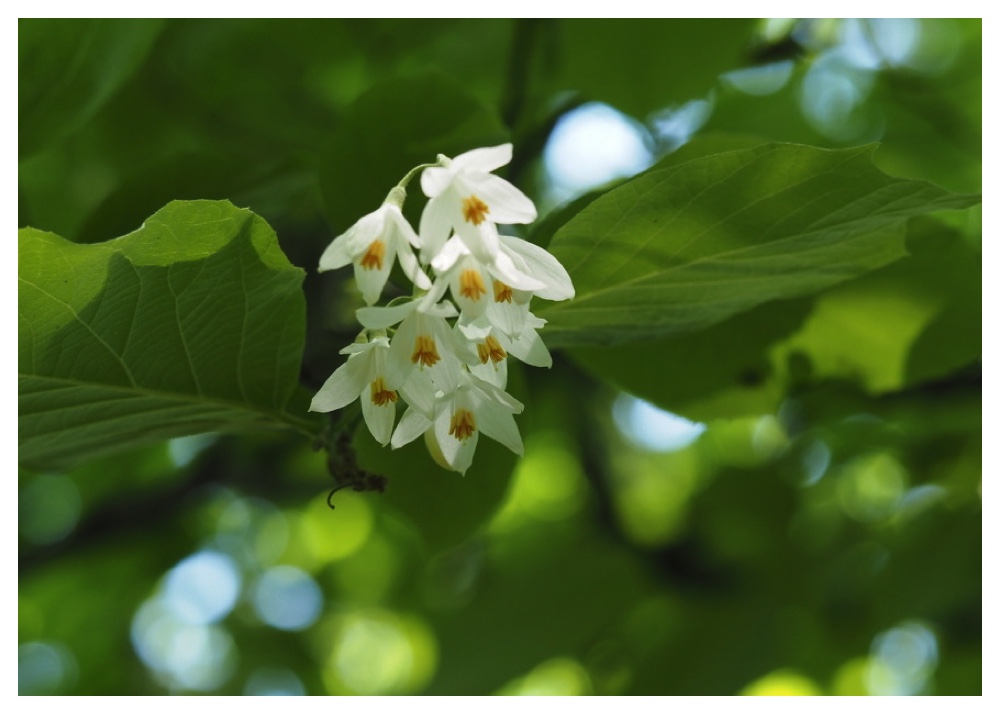 Hakuunboku_240608