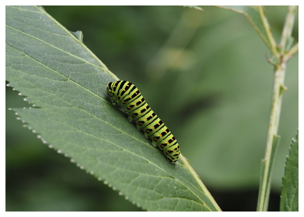 KIageha-larva_240822