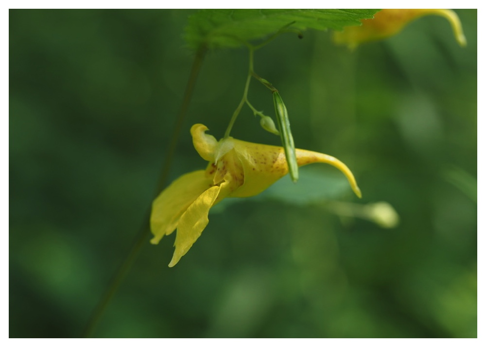 Kitsurifune_240804