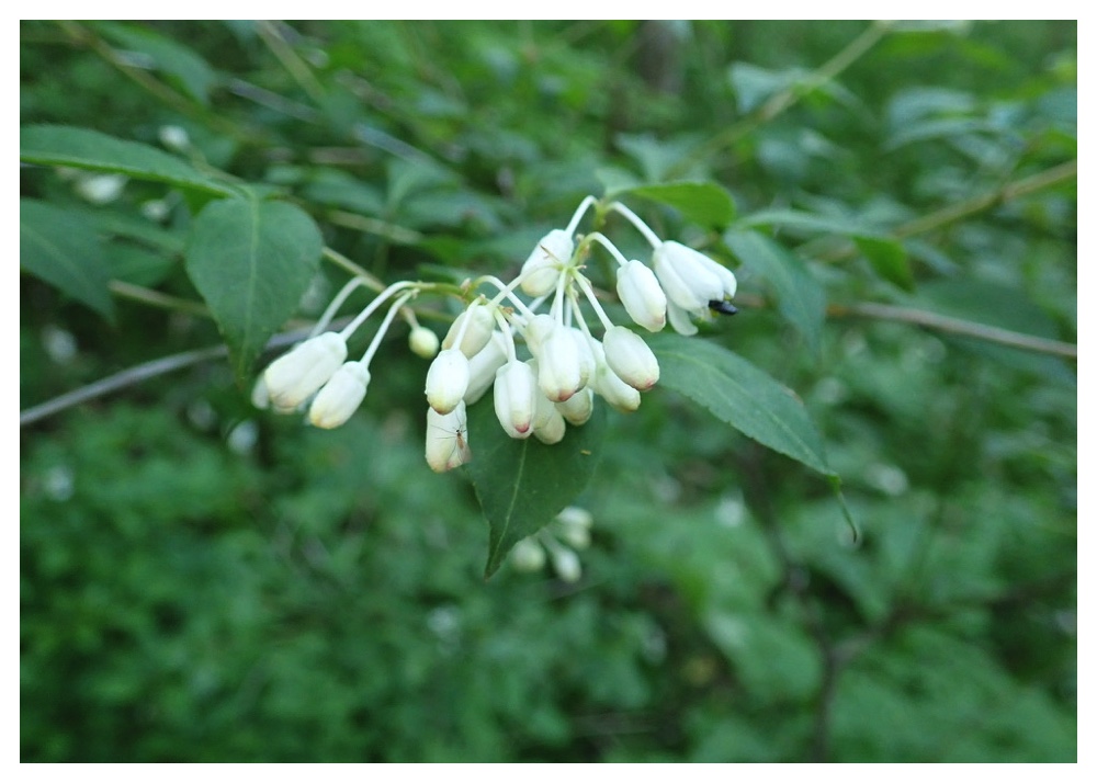 Mitsubautsugi_240519