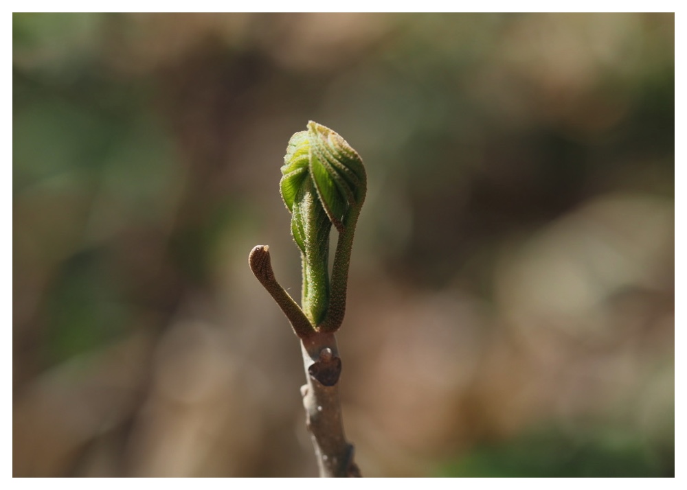 Onigurumi_240501