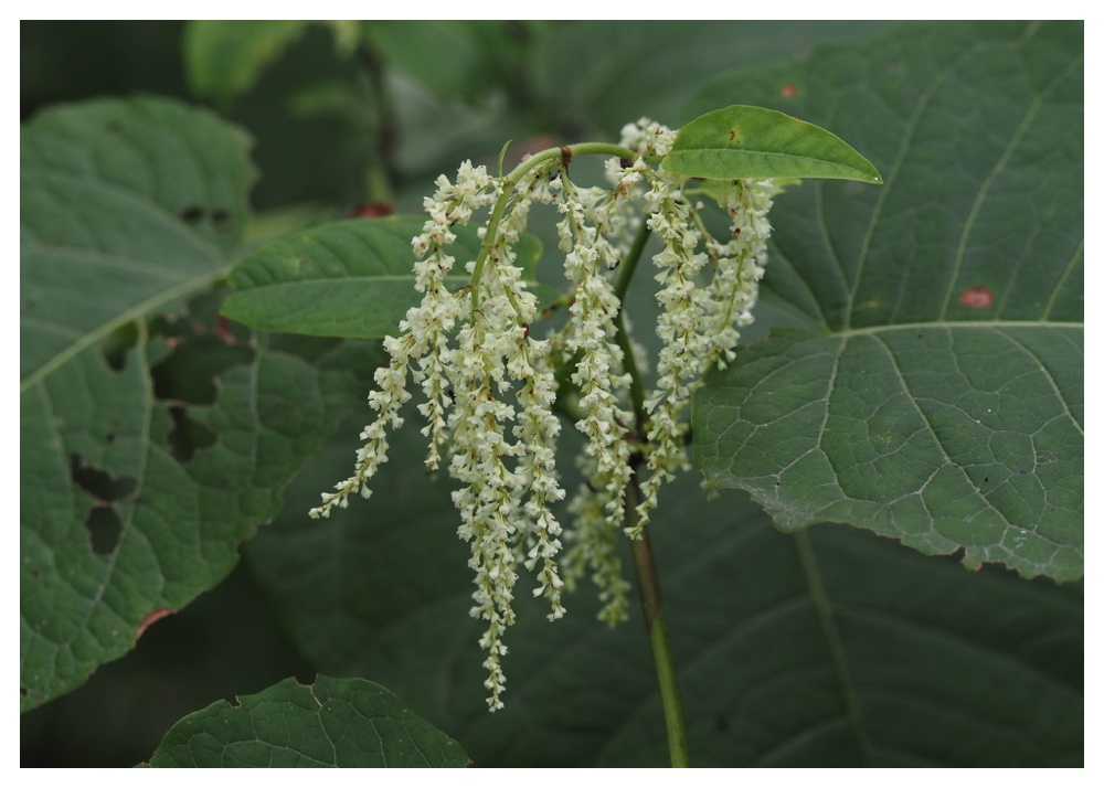 Ooitadori-hana_240818