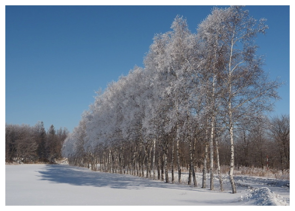 Shirakaba_240205