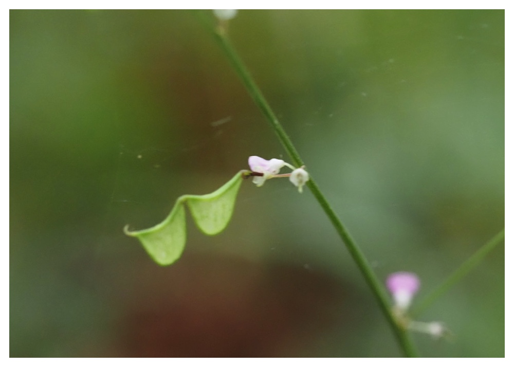 Yabuhagi-mi_240726