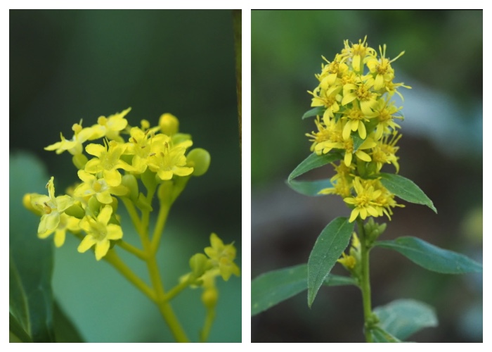 Yellow-flowers_240916