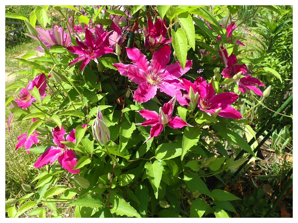 Clematis_20-06-04