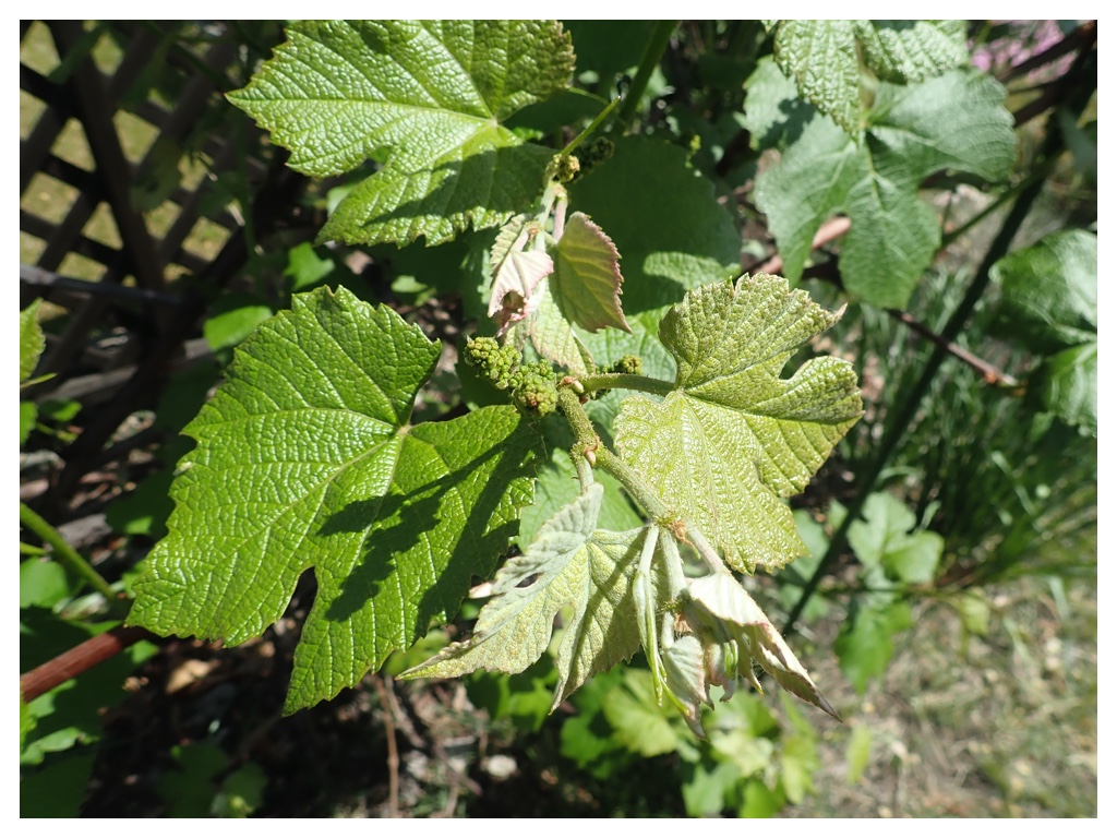 Grape_20-06-04.jpg