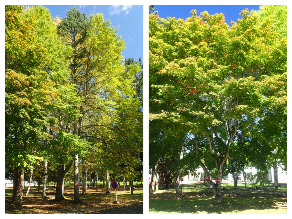 Campus_trees_201006_1