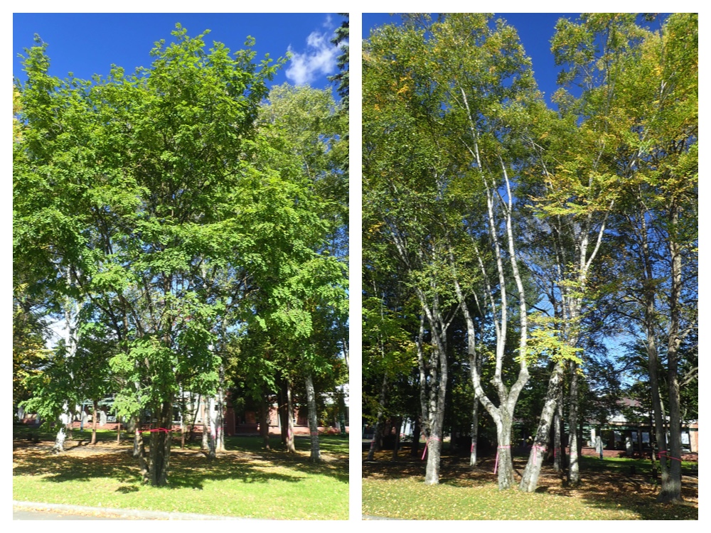 Campus_trees_201006_2