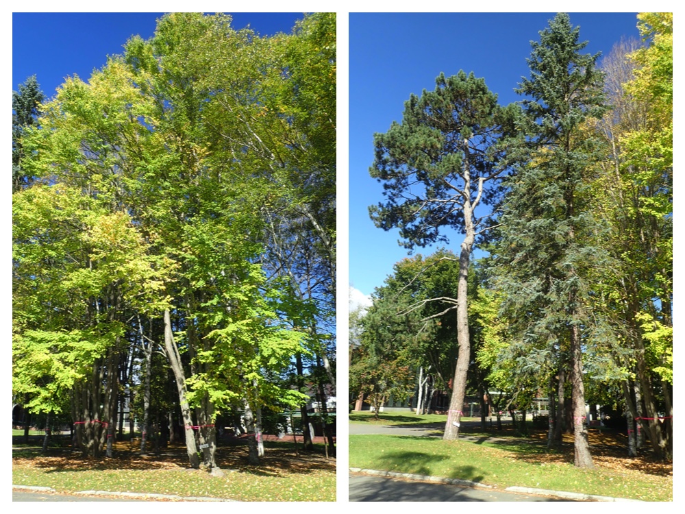 Campus_trees_201006_3