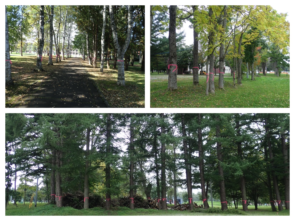 Campus_trees_201006_4