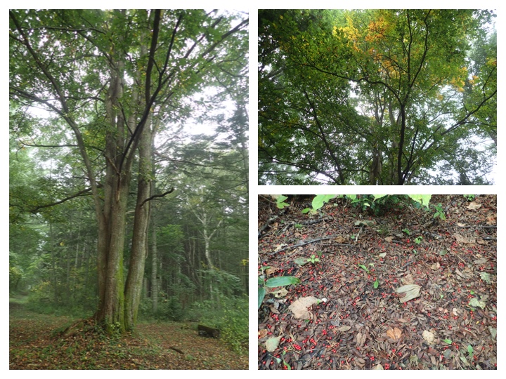Ezorisu_201004_6