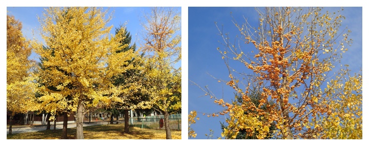 Ginkgo_201106