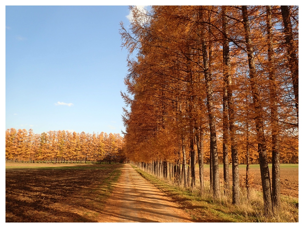 Larch_201107_2