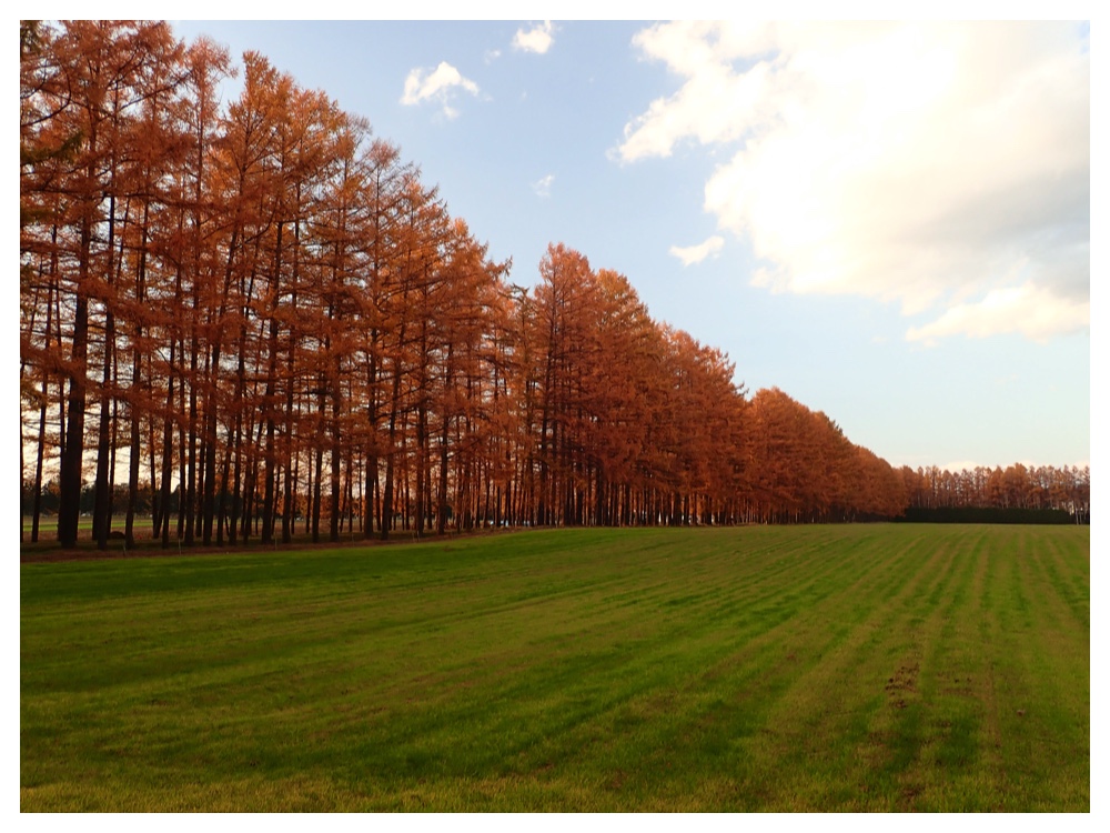 Larch_201107_3