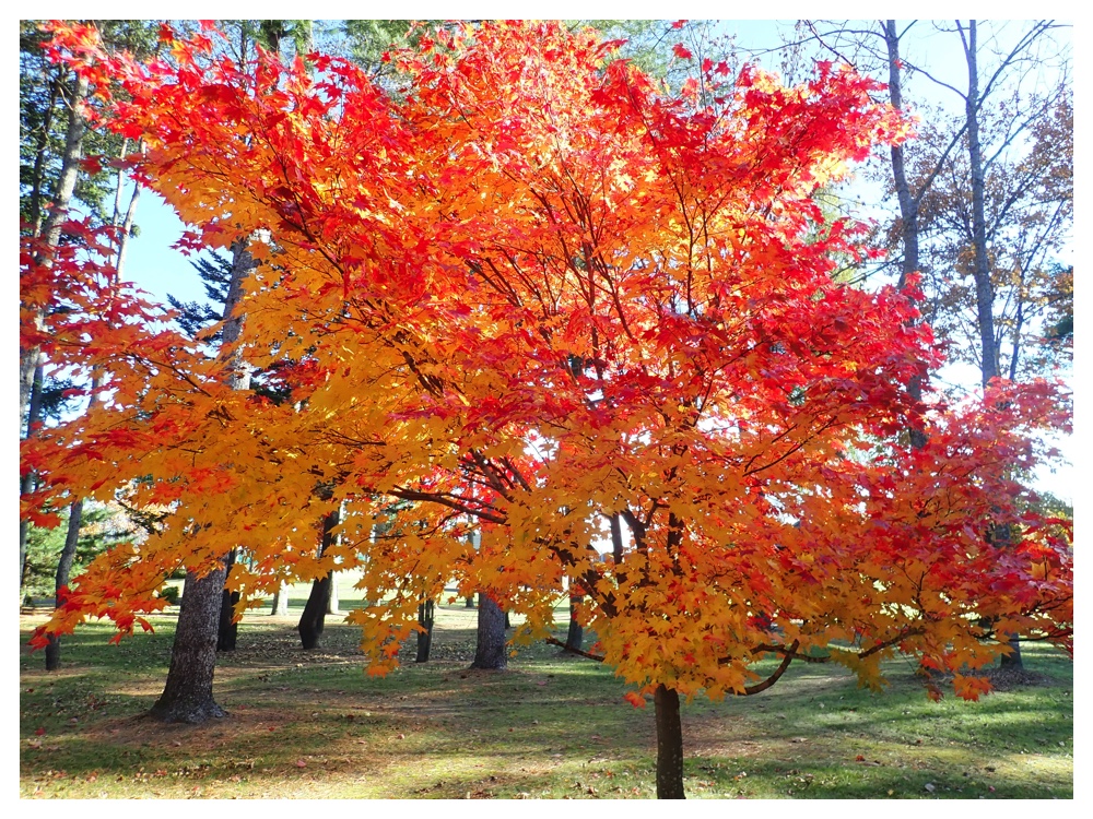 Manabino_momiji_201026_1