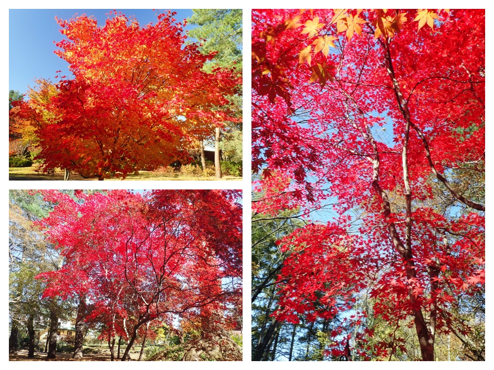 Manabino_momiji_201026_2