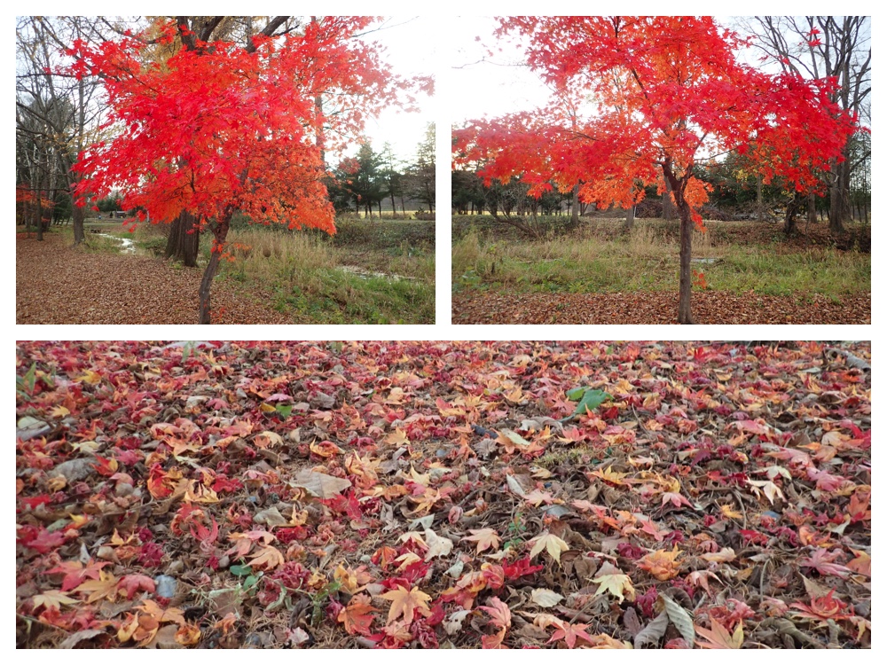 Maple_201107_1