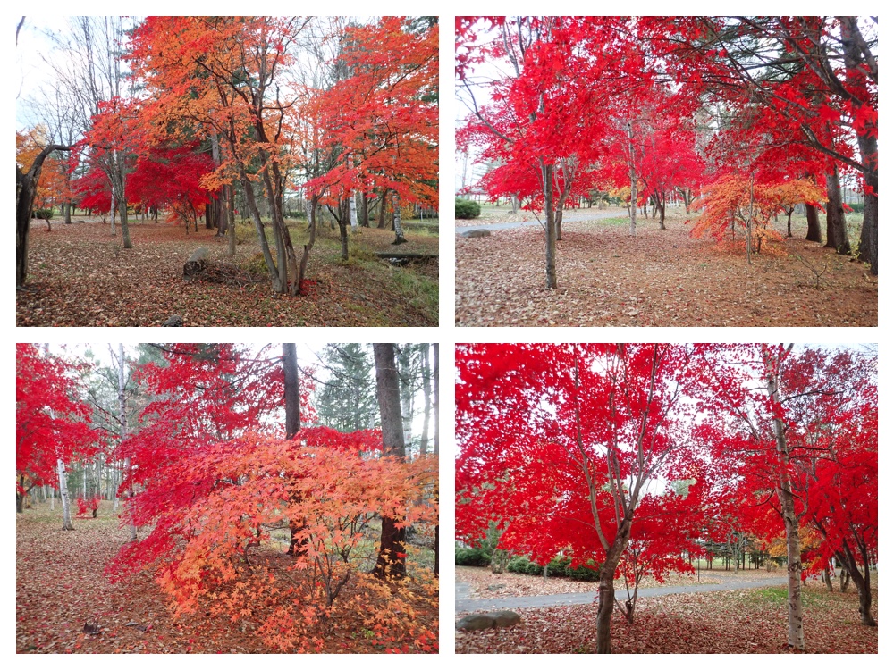 Maple_201107_2