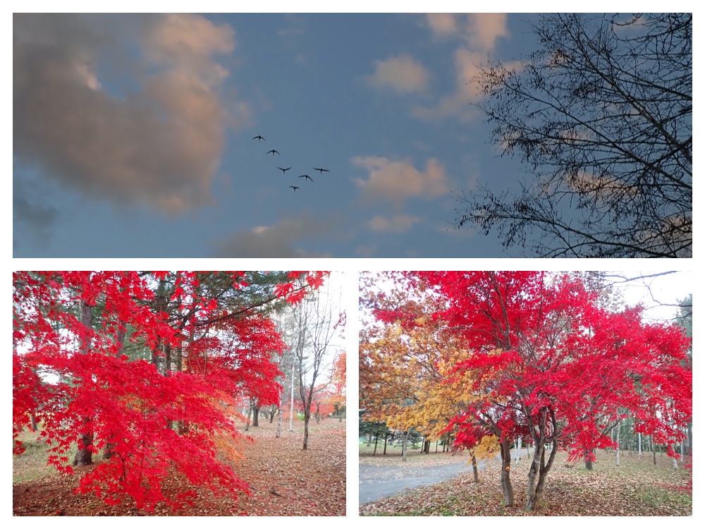 Maple_201107_3