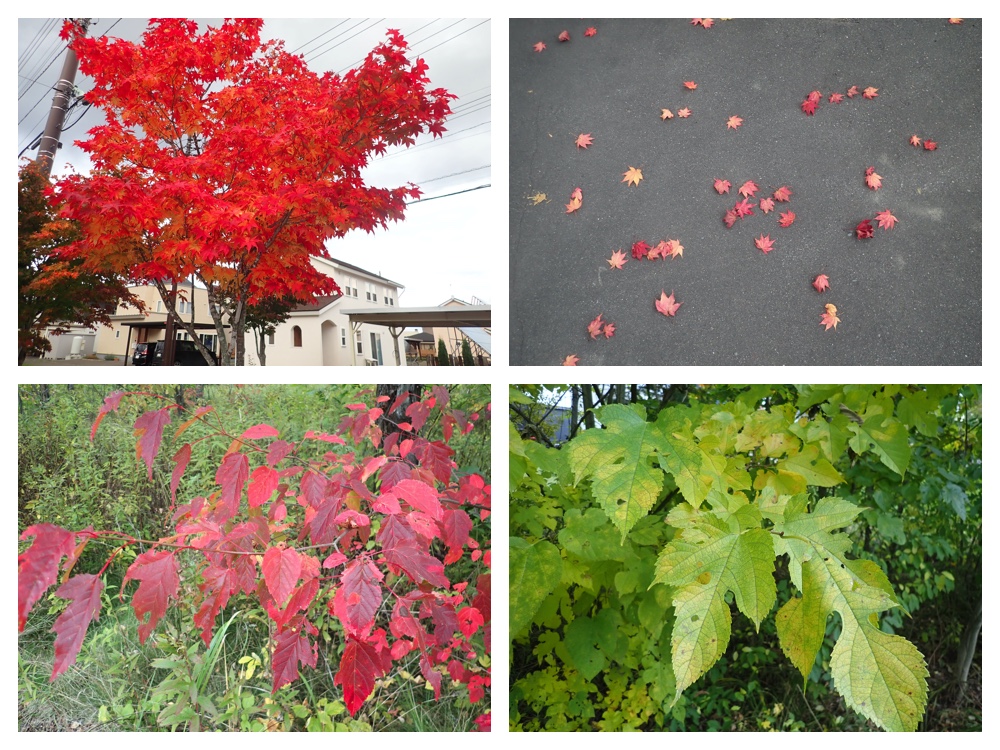 Red_leave_201010_1