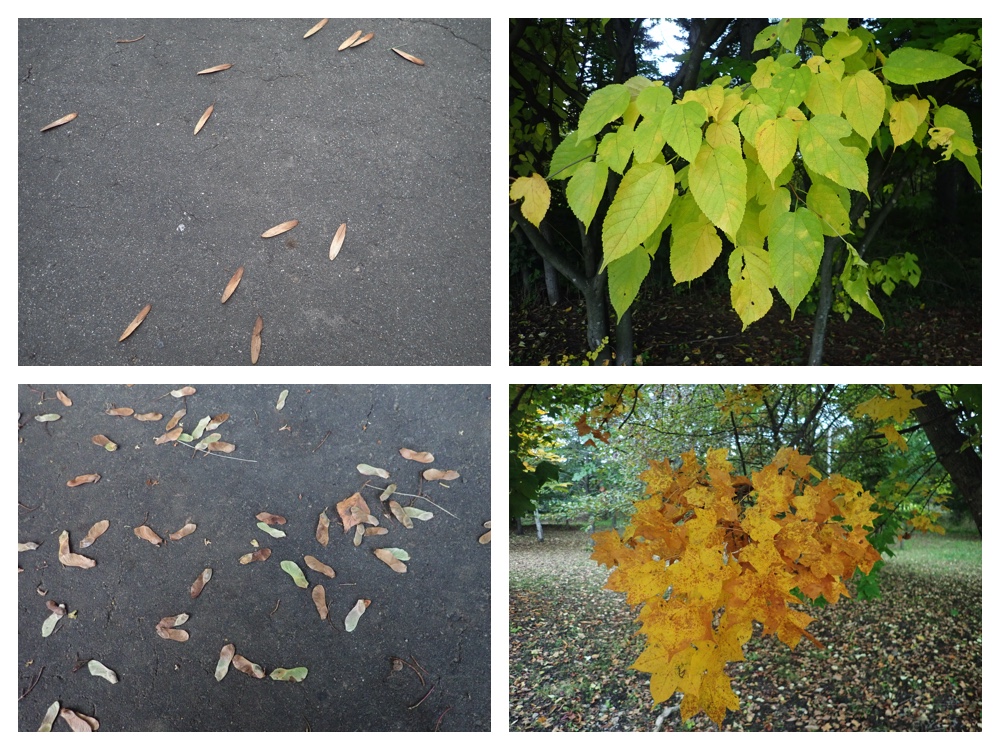 Red_leave_201010_2