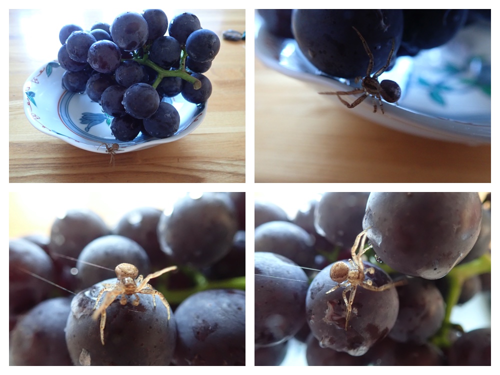 Spider_201014