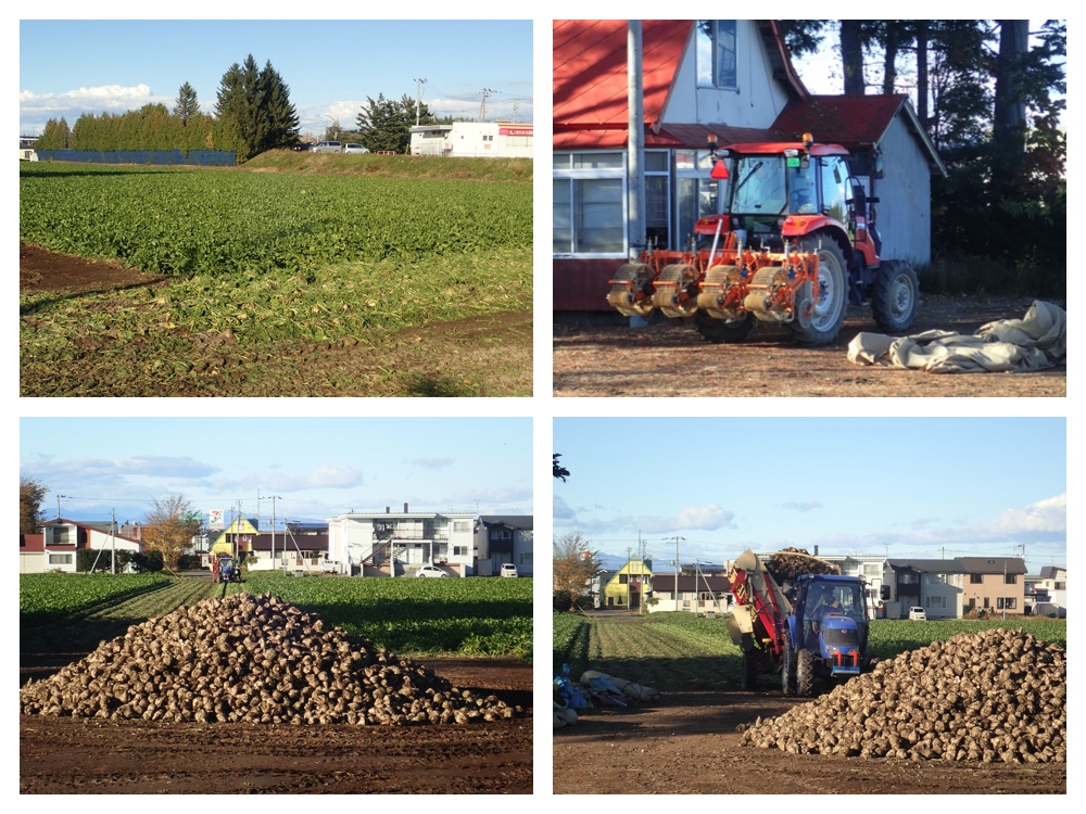 Sugar_beet_201026_1