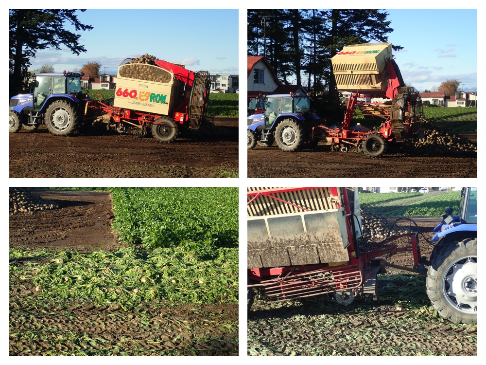 Sugar_beet_201026_2