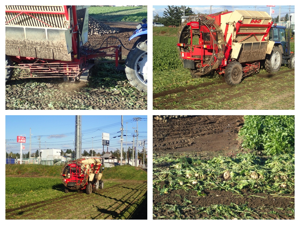 Sugar_beet_201026_3