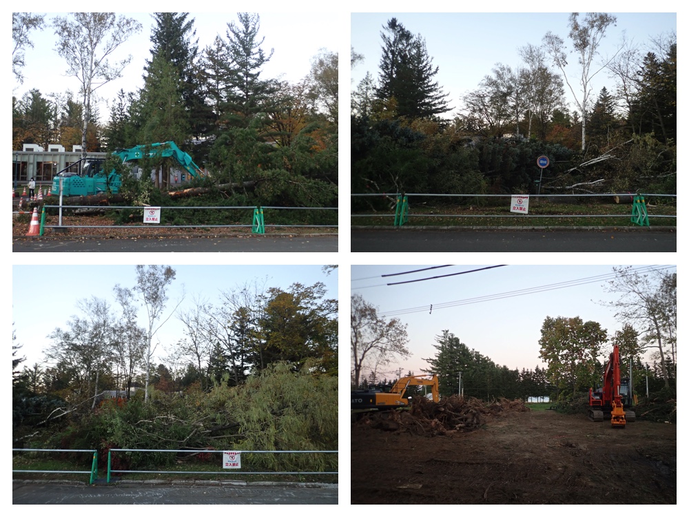 Tree_felling_201018_3