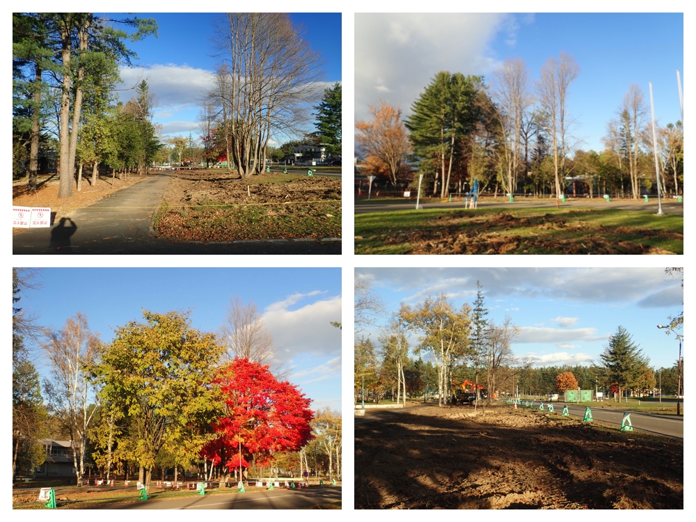 Tree_felling_201025