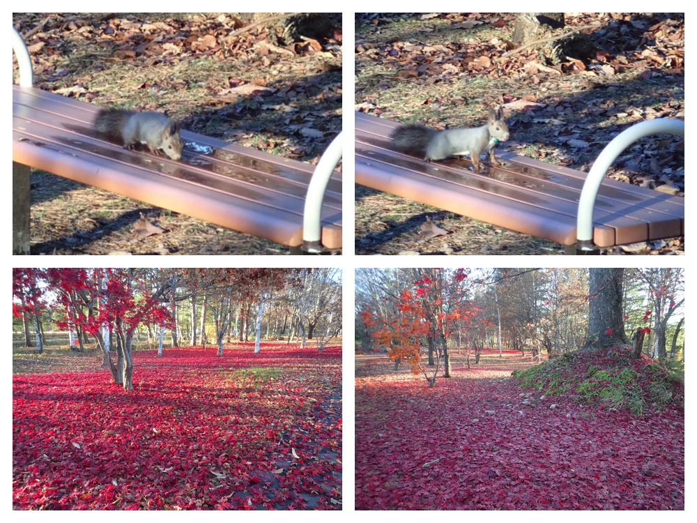 Walk_201110_1