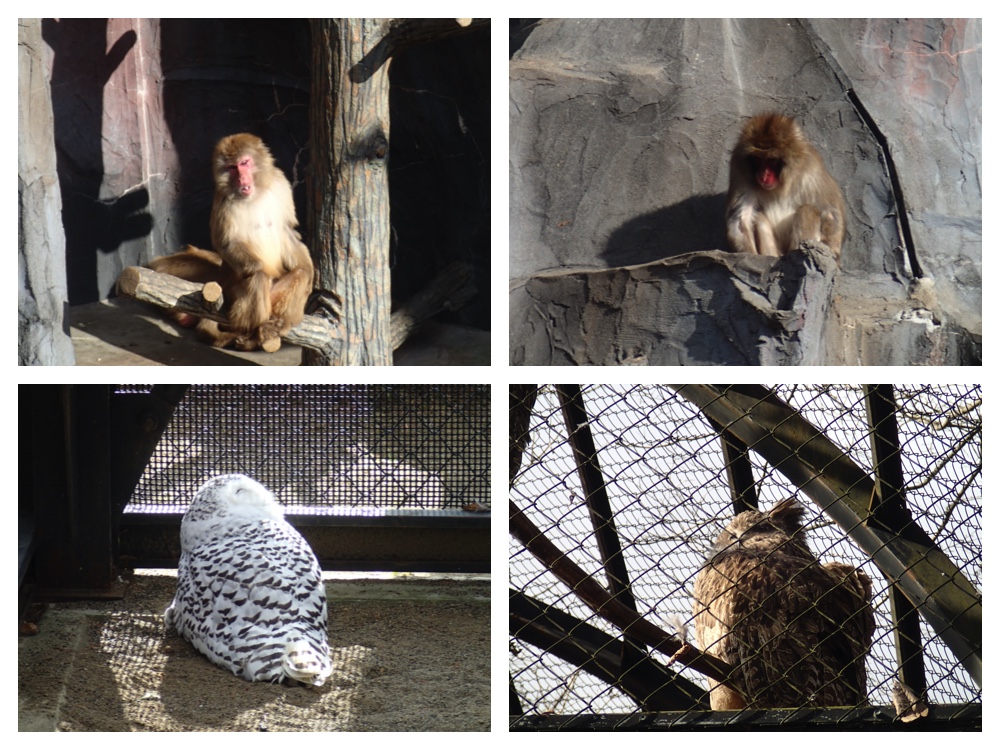 Zoo_201117_1