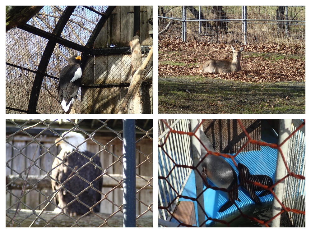Zoo_201117_4