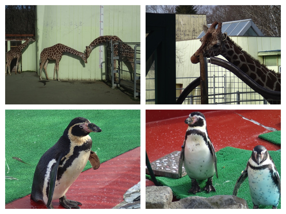 Zoo_201117_6