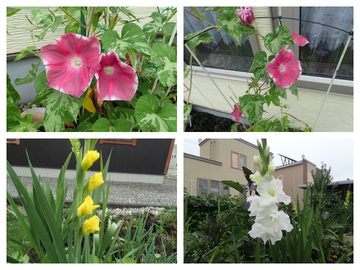 Flower_20200906_1