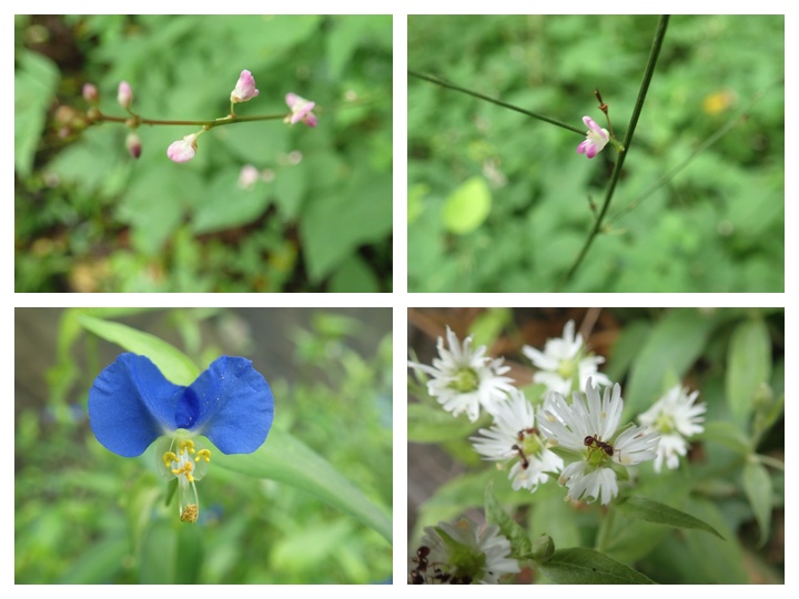 Flower_20200906_4