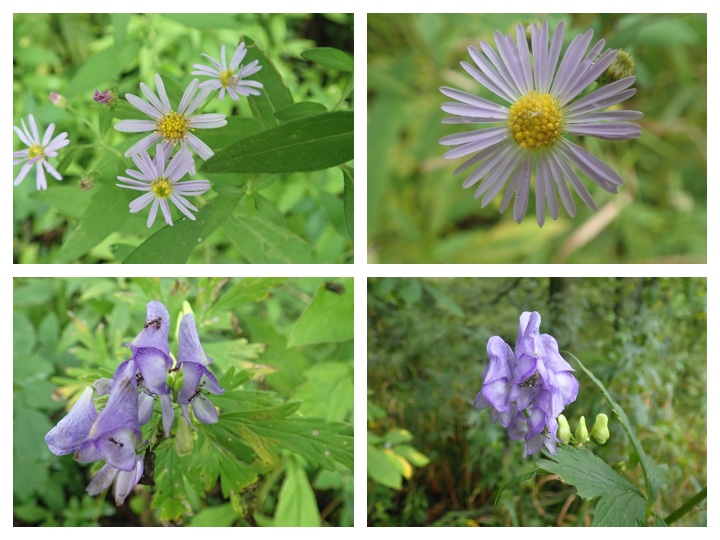 Flower_20200906_6