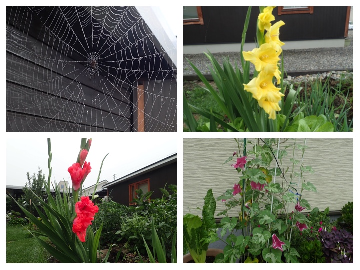 Flowers_200908