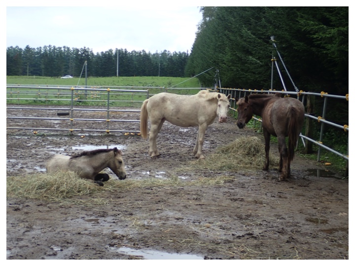 Horses_200913