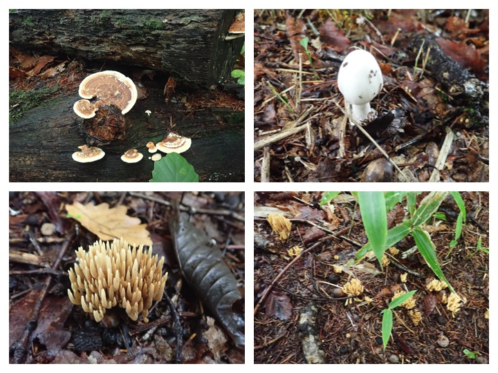 Mushroom_200913