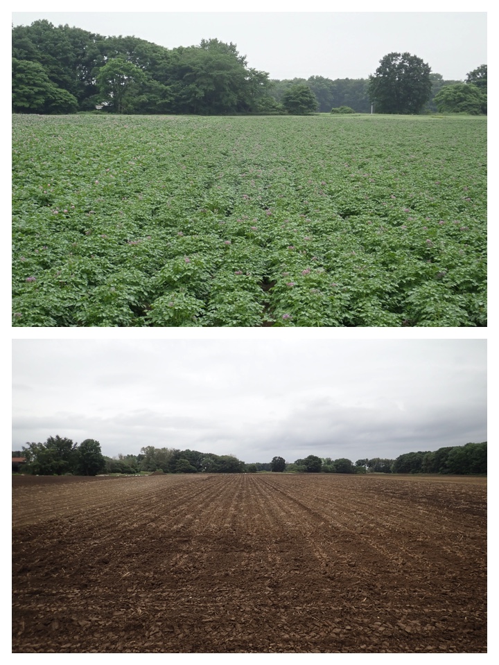 Potato_field_2020_9