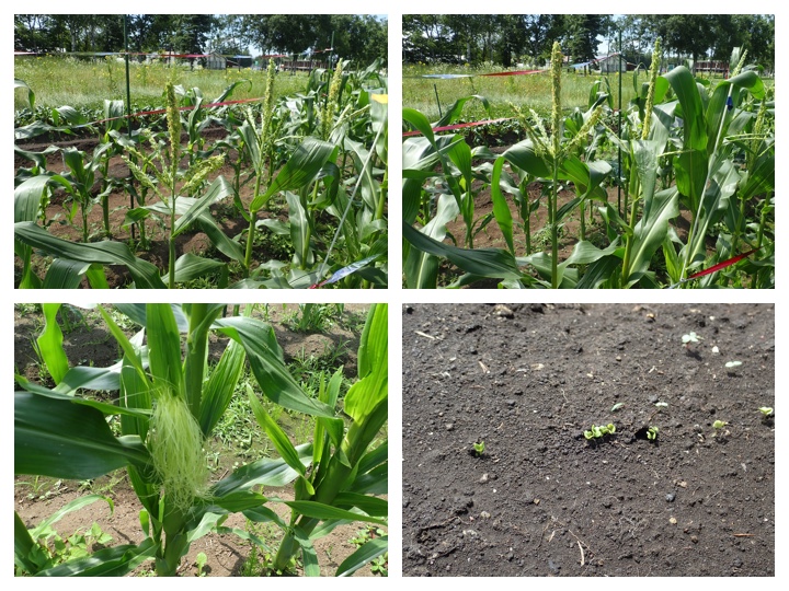 Vege_20200728