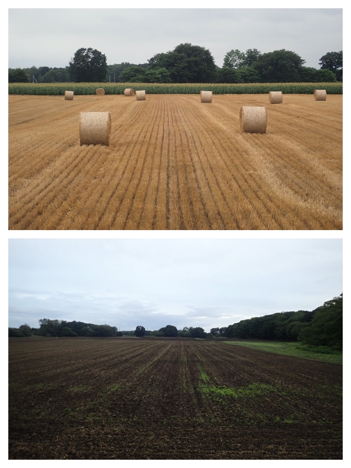 Wheat_field_2020_9